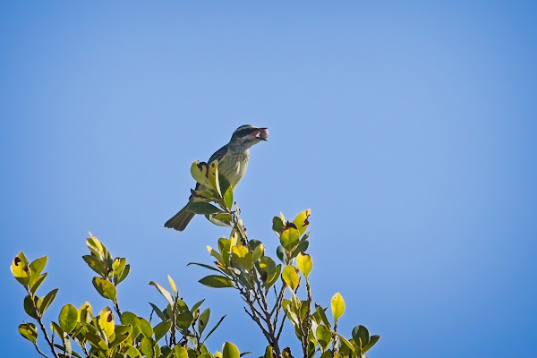 Piratic Flycatcher