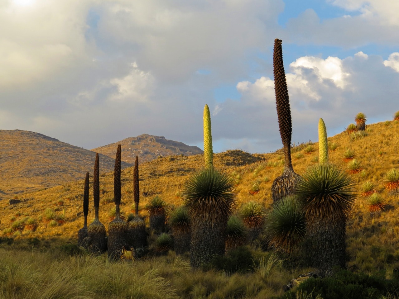 Santuario Nacional de Calipuy cumple 43 años