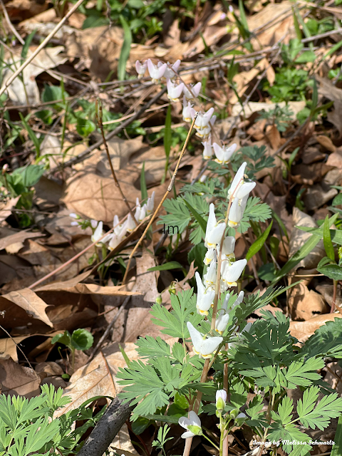 Dutchmen''s breeches carpeted sections of  the forest floor at Dayton Bluffs Forest Preserve.