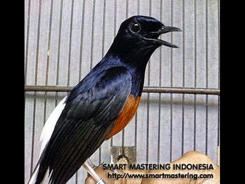 Memilih burung murai batu  Burungmaster