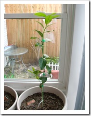 garden 013