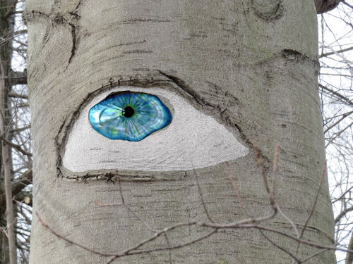 eyeball in tree