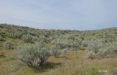 lots of big sagebrush, Artemisia tridentata