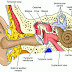 Cara Mudah Mengingat Bagian Dan Fungsi Indra Pendengaran