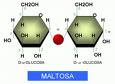MALTOSA