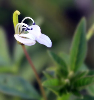 Foto Bunga Macro Dengan Camera Canon EOS 700D