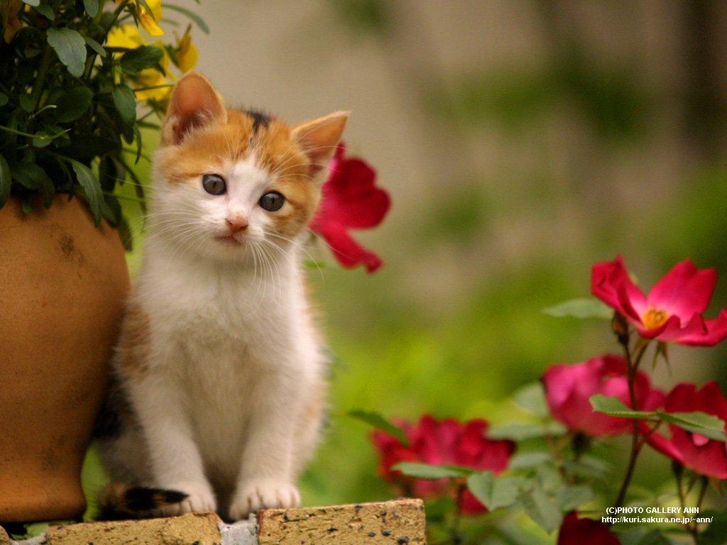 Gambar Anak Kucing Imut Lagi Bergaya Di Pot Bunga