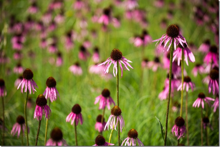 Purple Coneflower IMG_2337