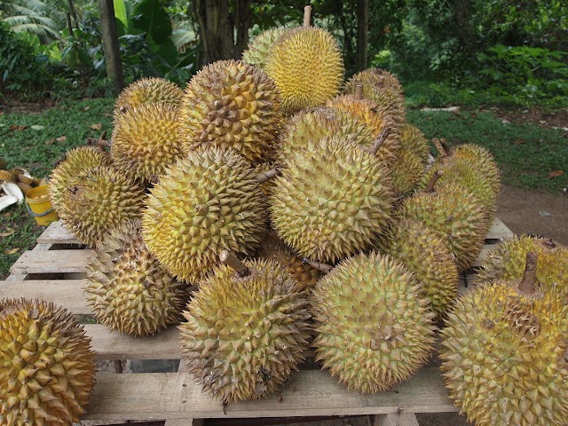 PENGELUARAN DURIAN NEGARA DIJANGKA MENINGKAT MENJELANG TAHUN 2030.