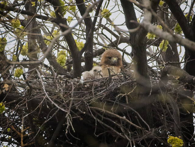 Red-tailed hawk Amelia and her chick in Tompkins Square