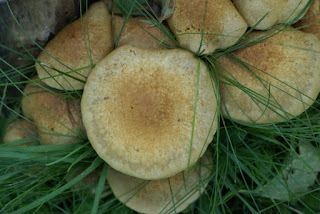 Pholiota squarrosoides - Pholiote squarreuse