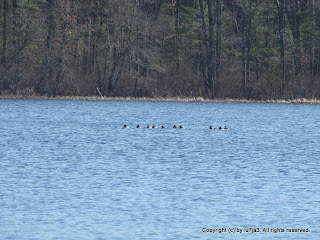 Ring-Necked Duck