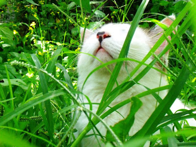 Cat in Grass Funny Standard Resolution HD Wallpaper