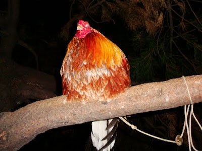 imagen tomada a un gallo de pelea en la noche colombiana