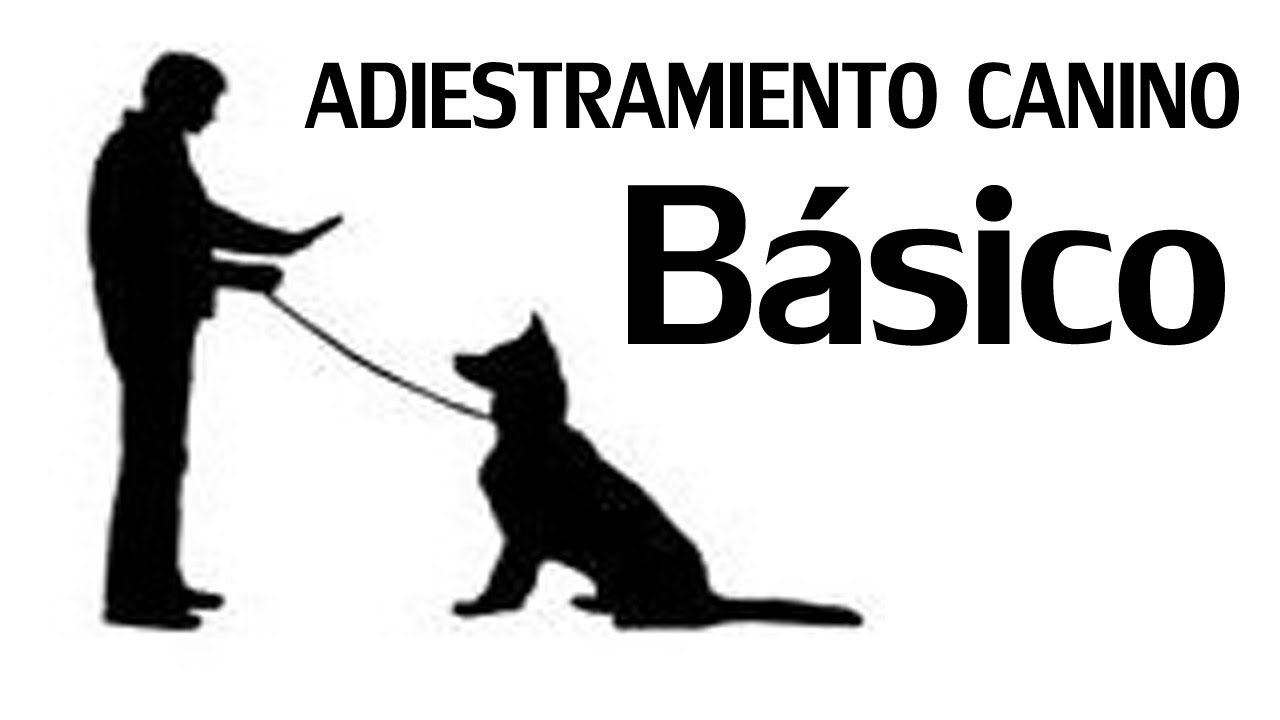 Adiestramiento Canino