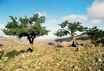 arga oil tree