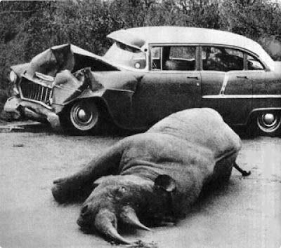 Car Is The Best Target When Animals Gone Wild Seen On  www.coolpicturegallery.us