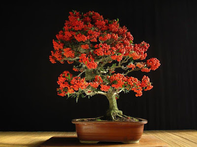 Pohon Bonsai Pirakanta (pyracantha)