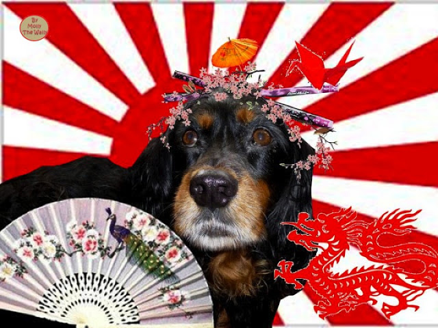 Molly The Wally Does Japan!