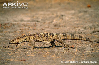 White throated Monitor