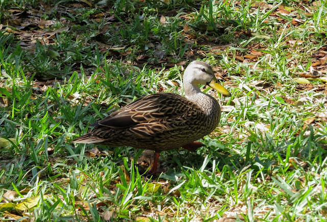 Mottled Duck - Fort De Soto Park, Florida