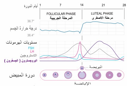 المرحلة الأصفرية Luteal Phase بيتي بيديا