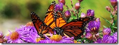 butterflyblogweb