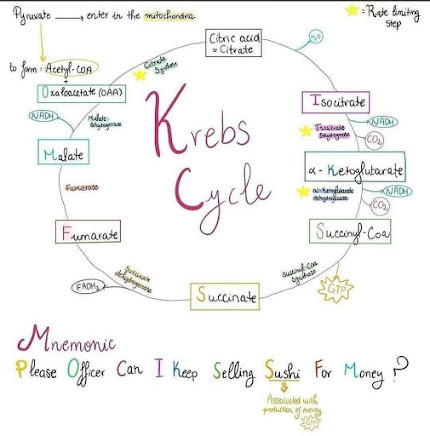 Krebs Cycle  handwritten