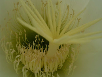 Night blooming cereus