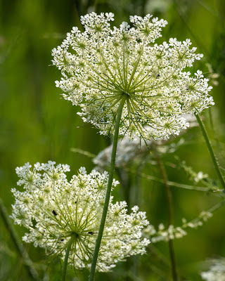 Wild Carrot, Cuyahoga Valley National Park