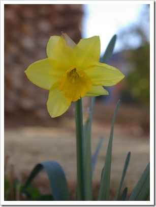 First Daffodill