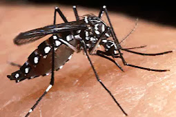 Dengue-like viral keeps doctors guessing