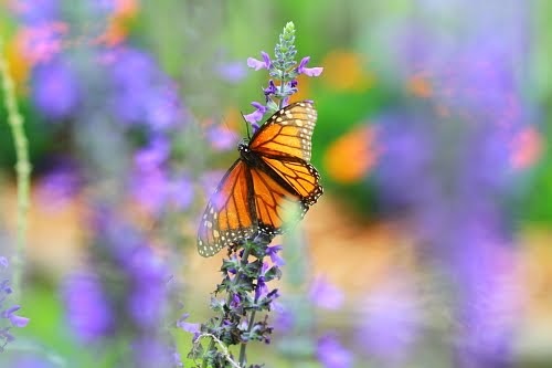 GetawayMoments: Monarch Butterfly Birth