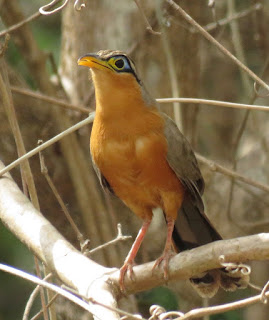 Lesser Ground-Cuckoo