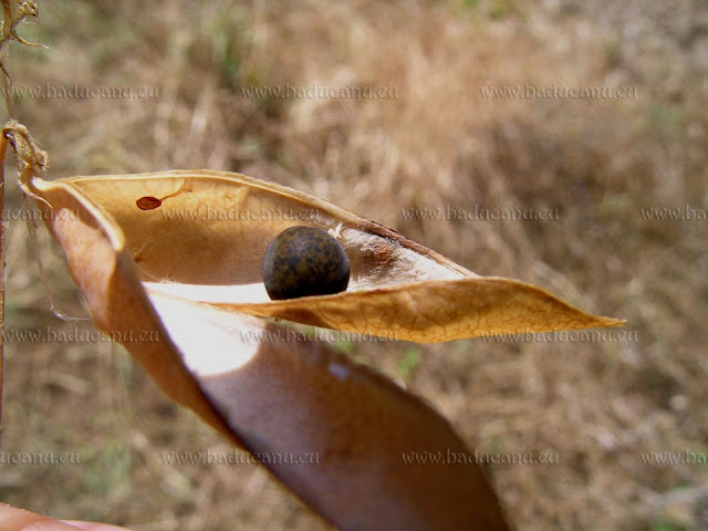 Baccello con seme di Vicia cracca - © www.baducanu.eu