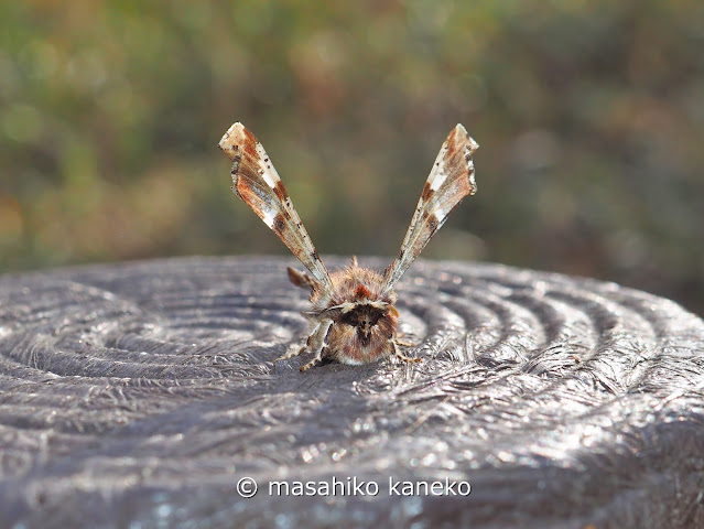 オカモトトゲエダシャク♂