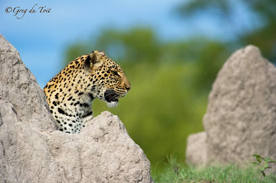 greg du toit, photographic safari, safari, shem compion, delta safari