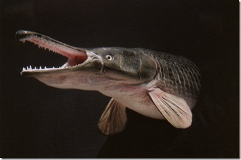 lagarto gar
