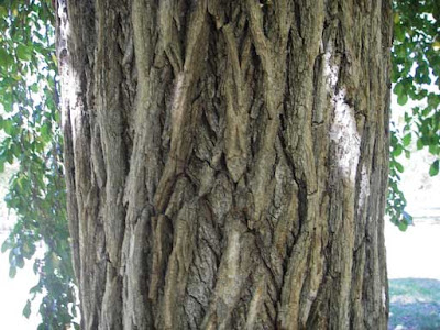red elm tree bark. elm tree bark photo.