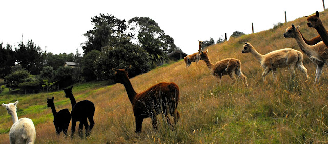 Black, cream, white, fawn and caramel alpacas