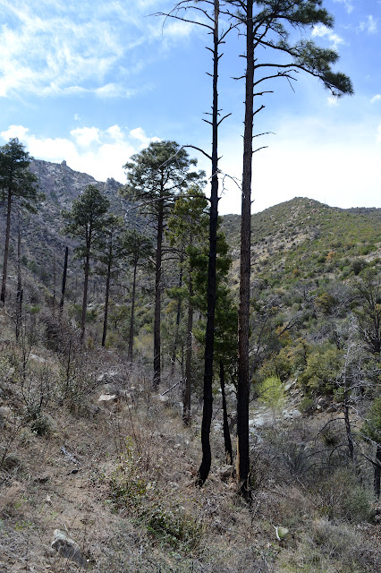 black sticks with a tuft of pine needles at the top