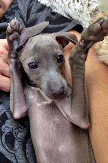 Italian Greyhound Sighthound puppies for sale