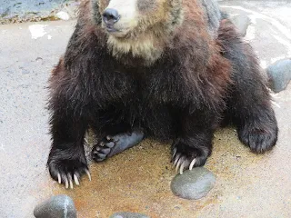 ヒグマの爪