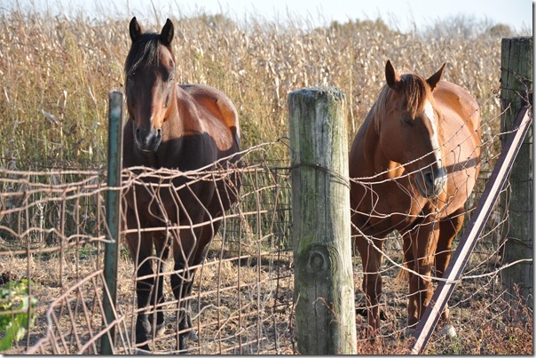 Horses