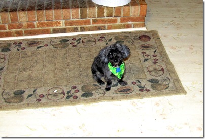 Sadie02-18-11a