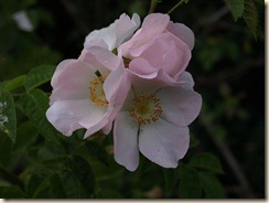 P6104800