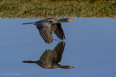 Reed cormorant over the Diep River, Woodbridge Island - Copyright Vernon Chalmers