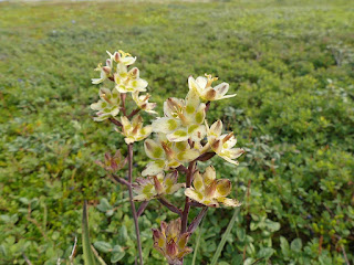 Zigadène glauque - Anticlea elegans - Zigadène élégant