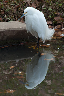 Snowy Egret, Centennial Park