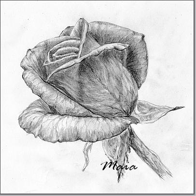 The finished rose drawing